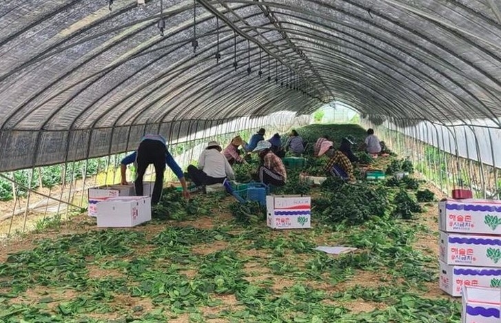 RoK’s Jinan county receives additional seasonal workers from Vietnam